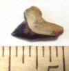 Crow Shark Tooth